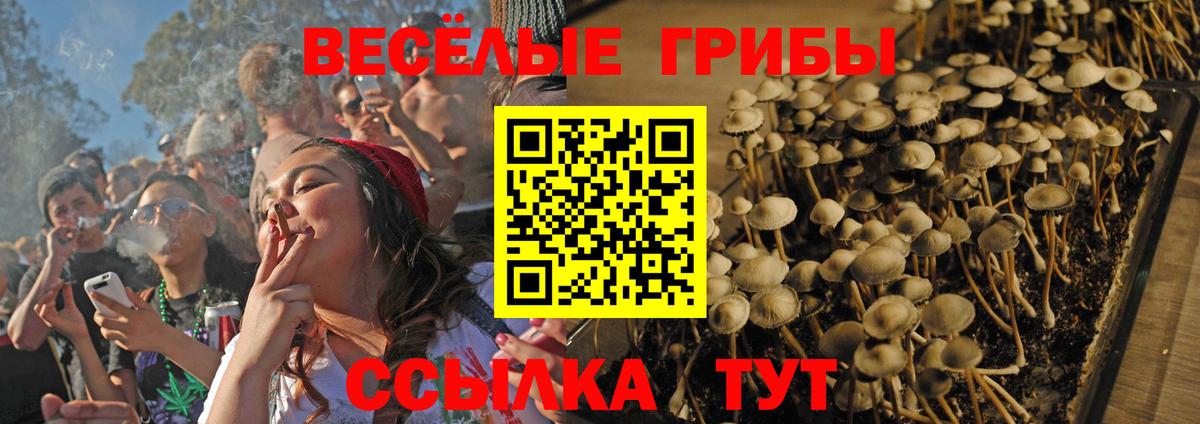 Псилоцибиновые грибы Psilocybine cubensis Светлоград